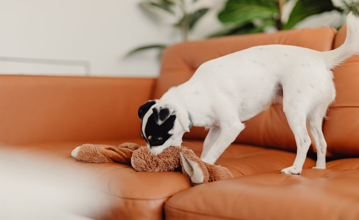 Why Do Dogs Pull Stuffing Out Of Toys? KINREX LLC
