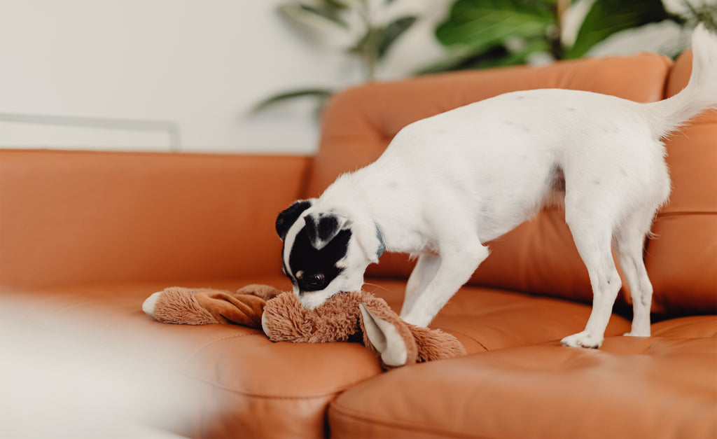 Why Your Dog Insists on Ripping the Stuffing Out of Everything!